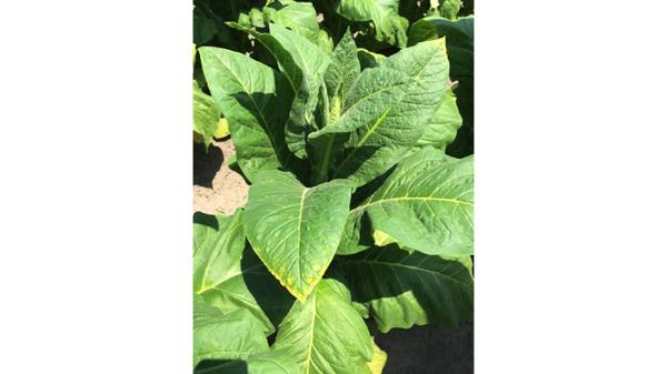 Field view of potassium deficiency.